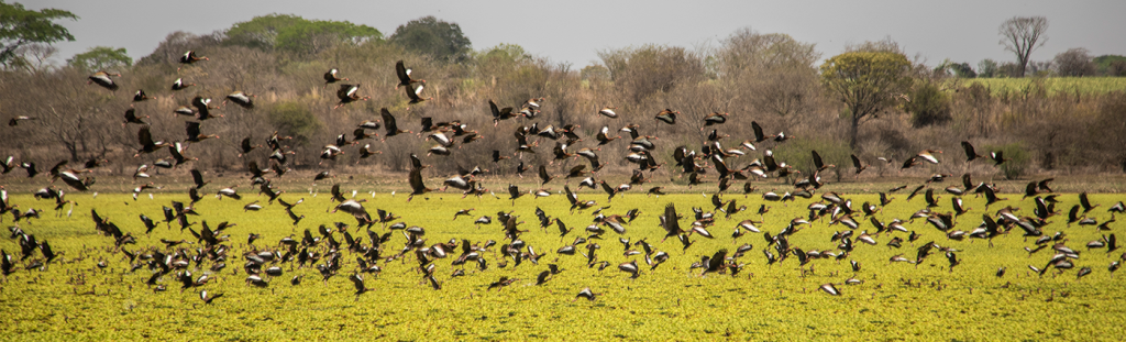 Grupo Neria: Sostenibilidad Agropecuaria y Liderazgo Verde en México