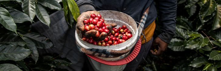 El oro negro de Veracruz: El viaje del café mexicano de la finca a las tazas del mundo