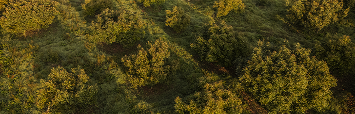 Aguacate mexicano: El súper alimento que conquistó al mundo y cómo cultivarlo de forma sostenible.